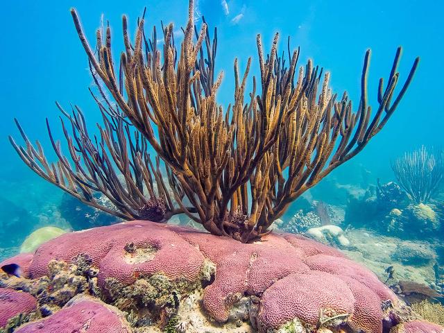 Corail Plongée Martinique