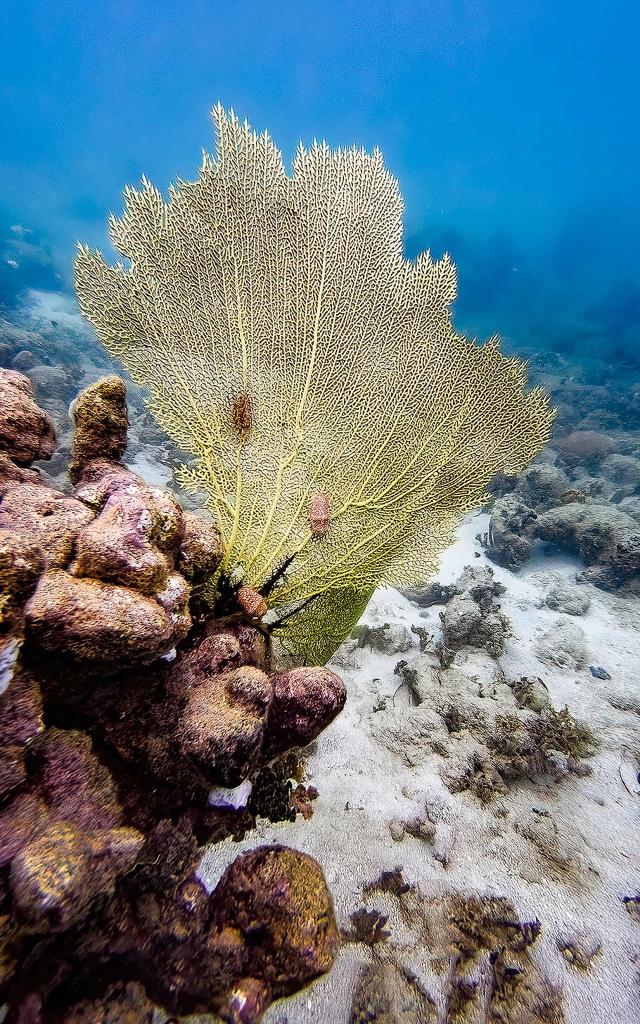 Corail éventail Plongée Martinique