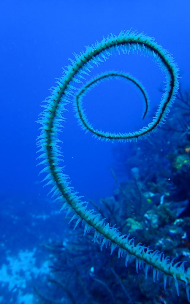 Corail Plongée Martinique