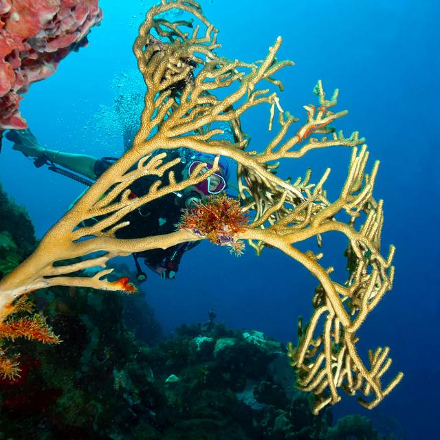 Gorgogne arborescente Plongée Martinique