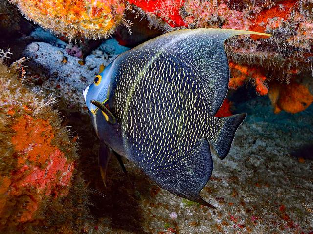 Poisson ange français Plongée Martinique