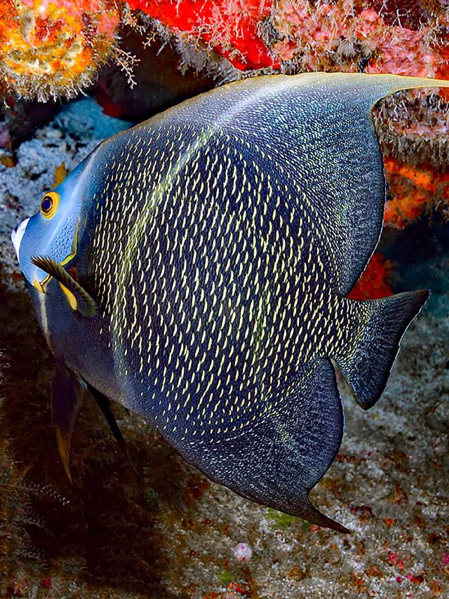 Poisson ange français Plongée Martinique