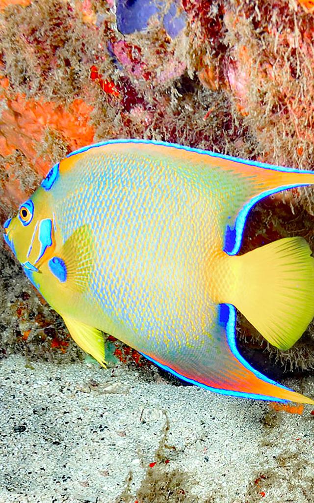 Poisson ange royal Plongée Martinique