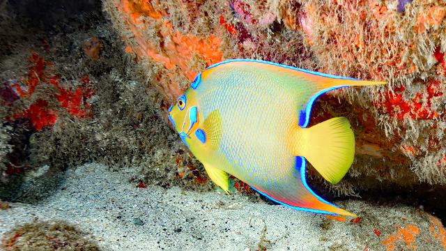 Poisson ange royal Plongée Martinique