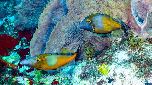 Poisson bourse cabri Plongée Martinique