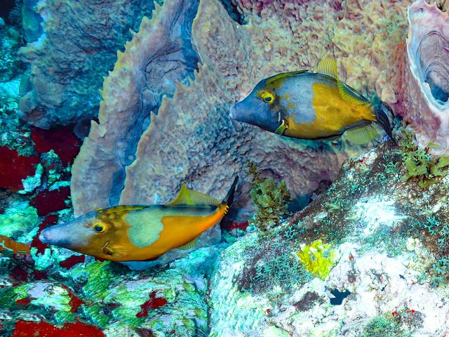 Poisson bourse cabri Plongée Martinique