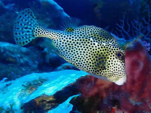 Poisson coffre Plongée Martinique