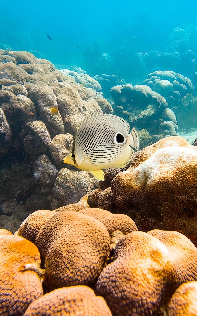 Poisson demoiselle à 4 yeux Plongée Martinique