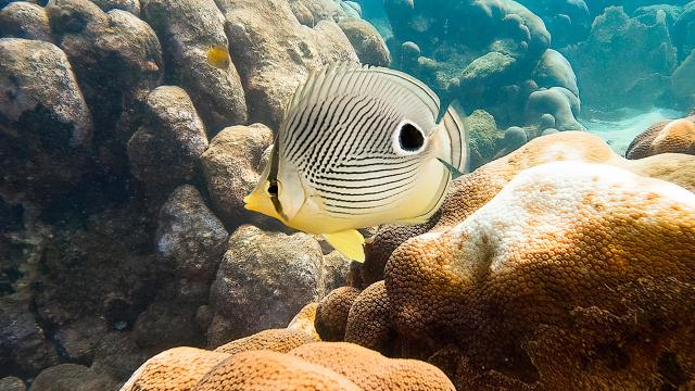 Poisson demoiselle à 4 yeux Plongée Martinique