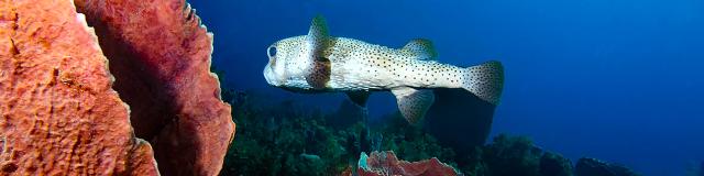 Poisson diodon Plongée Martinique