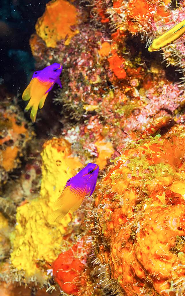 Poisson gramma fée Plongée Martinique