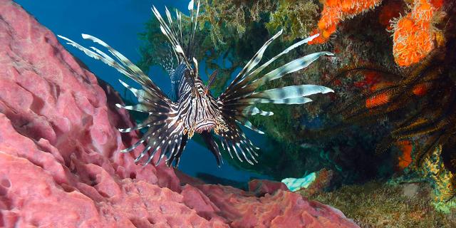 Poisson lion Plongée Martinique