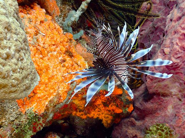 Poisson lion Plongée Martinique