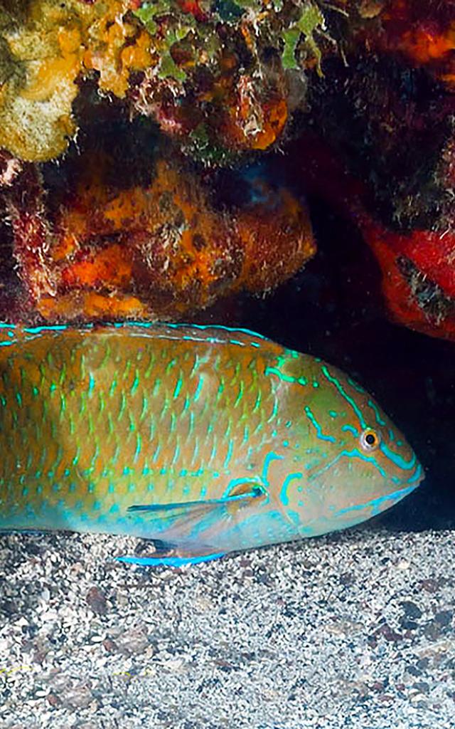 Poisson perroquet Plongée Martinique