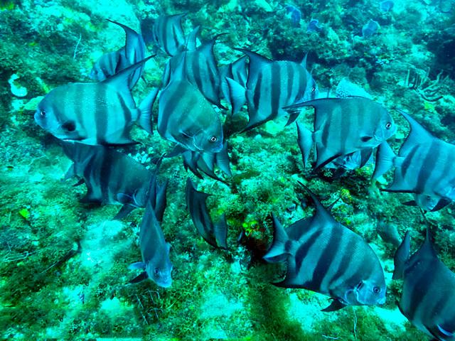 Poissons platax Plongée Martinique