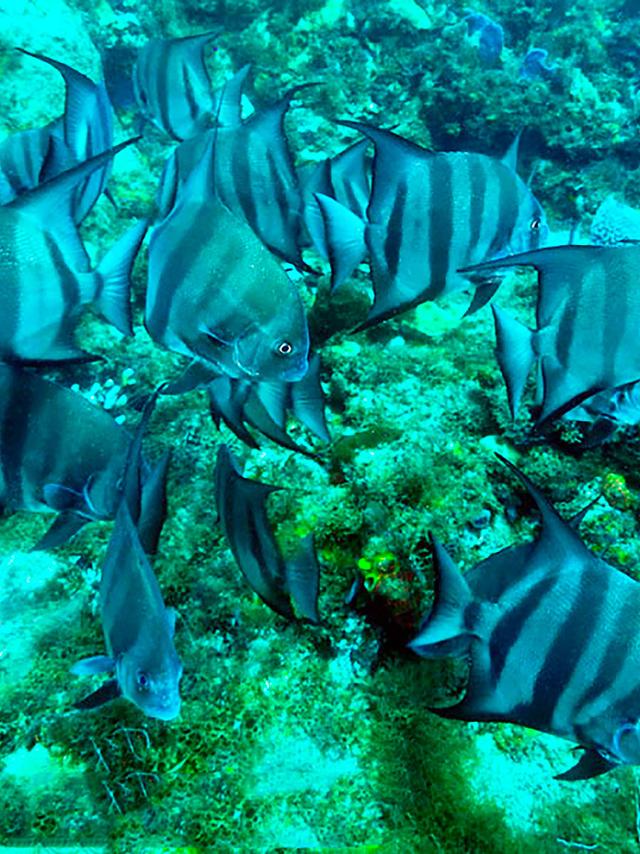 Poissons platax Plongée Martinique