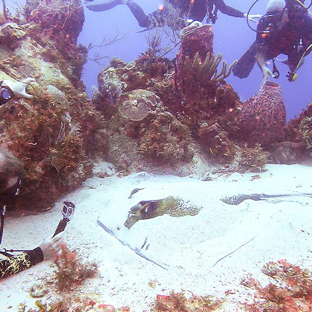 Poisson raie pastenague PlongÉe Martinique