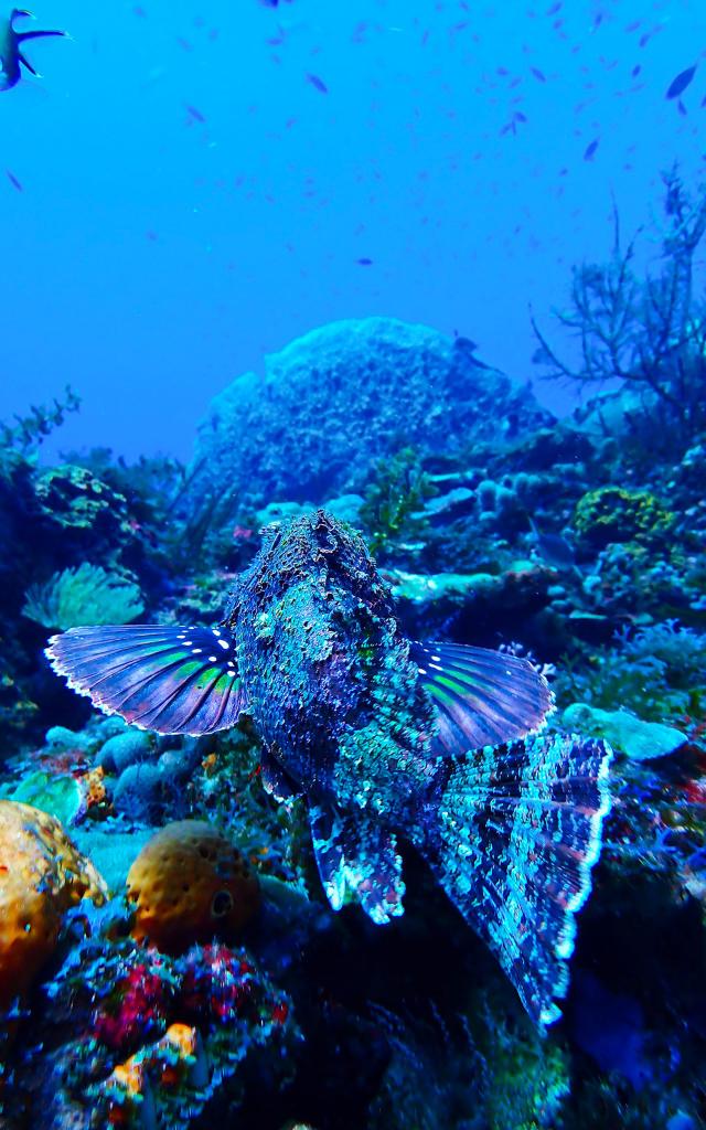 Poisson roche Plongée Martinique