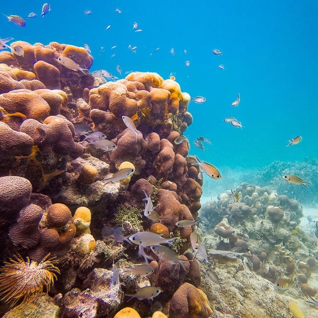 Poissons Coraux Plongée Martinique