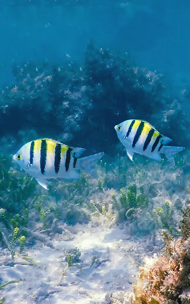 Poisson sergent major Plongée Martinique