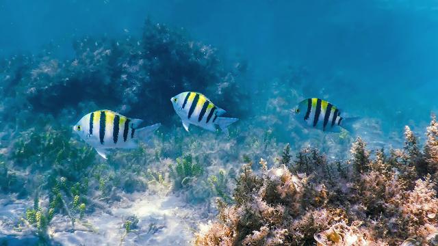 Poisson sergent major Plongée Martinique