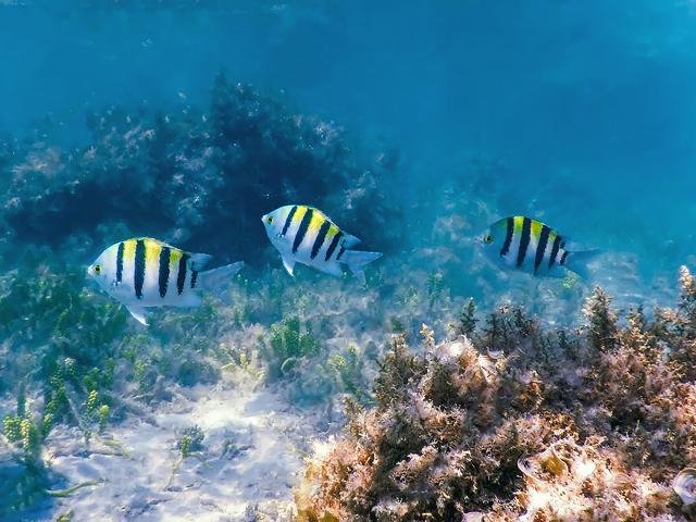 Poisson sergent major Plongée Martinique