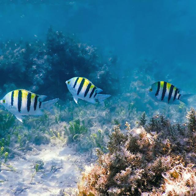 Poisson sergent major Plongée Martinique