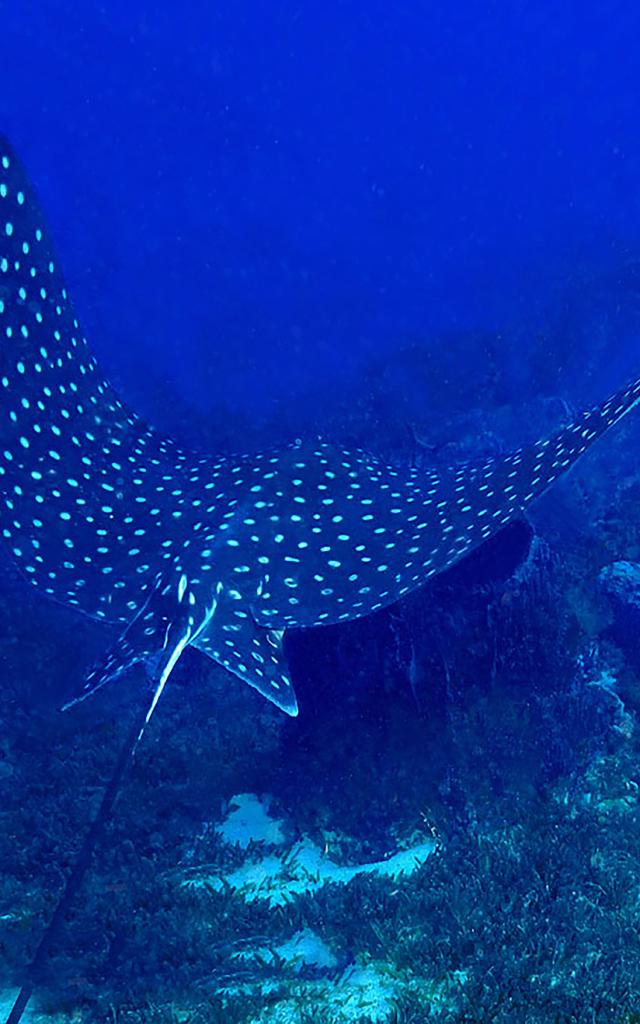 Raie léopard Plongée Martinique