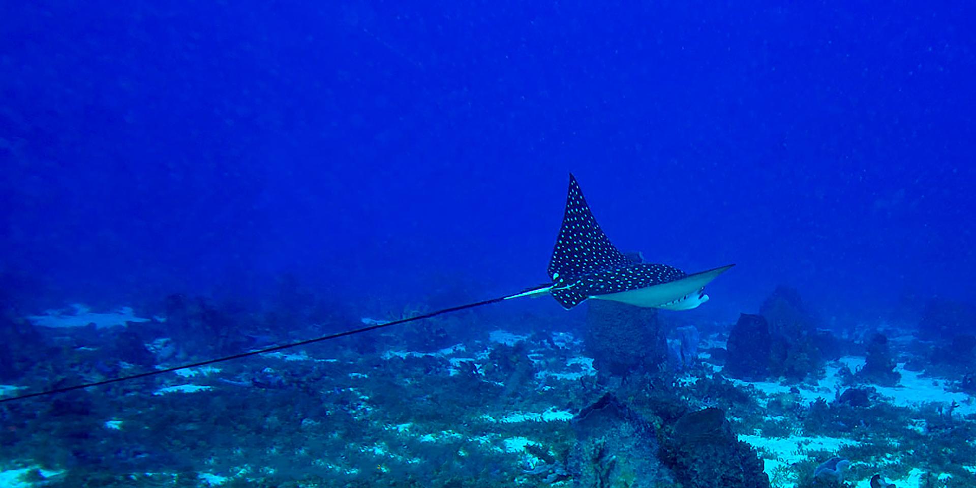 Raie léopard Plongée Martinique