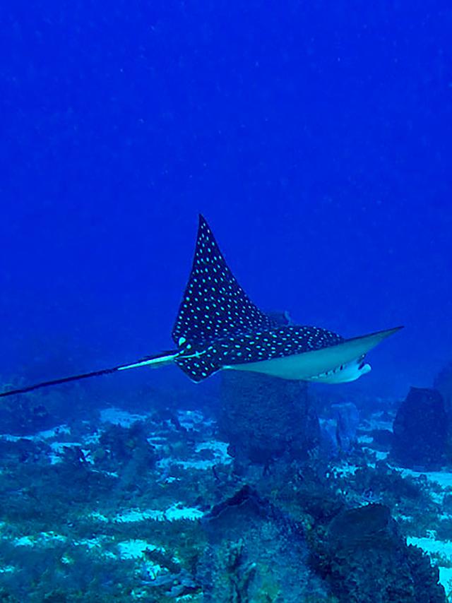 Raie léopard Plongée Martinique