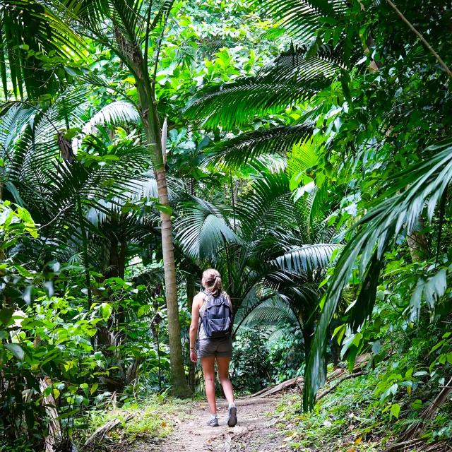 Randonnée Grand'rivière Martinique