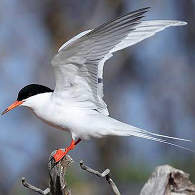 Oiseaux Sterne De Dougall