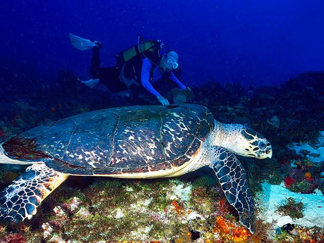 Tortue imbriquée Plongée Martinique