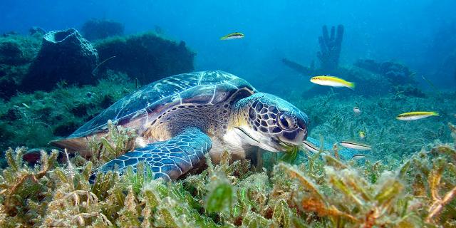 Tortue verte Plongée Martinique