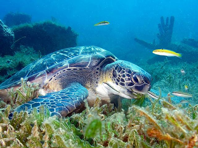 Tortue verte Plongée Martinique