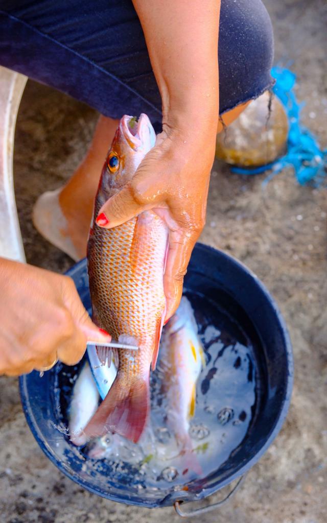 Écaillage Poisson Carbet Martinique