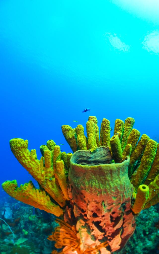 Eponge Fond Marin Club de plongée A Papa D'lo Saint-Pierre Martinique