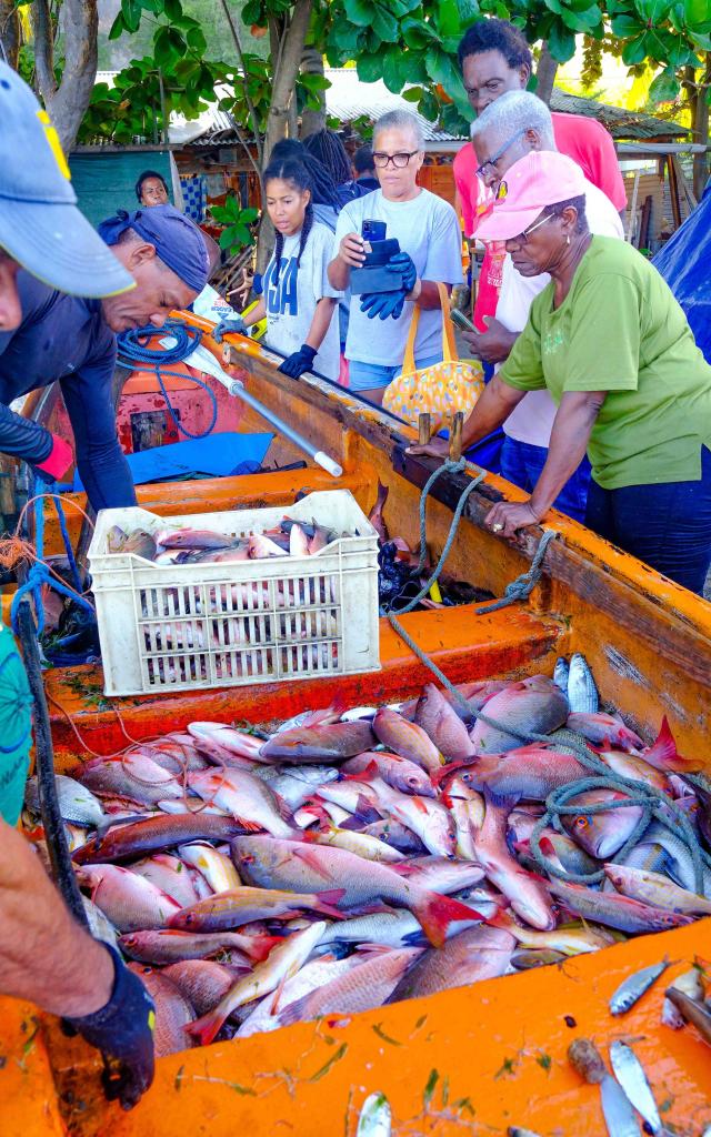 Pêche à la senne Poisson Carbet Martinique