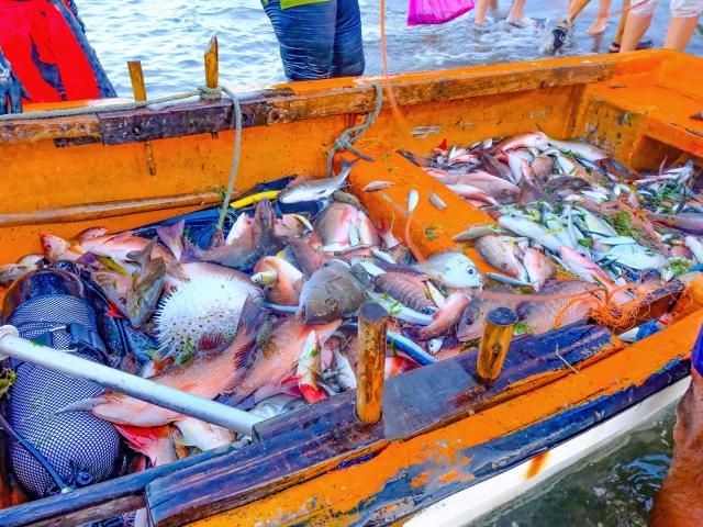 Pêche à la senne Filet Poisson Carbet Martinique