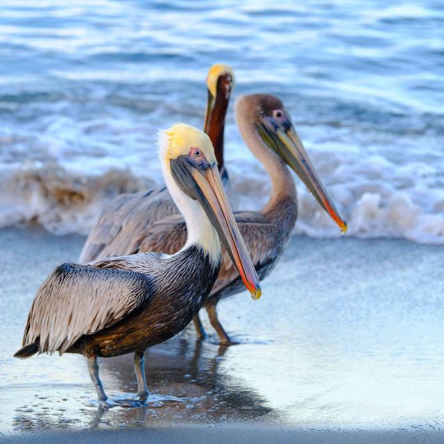 Pélicans Carbet Martinique