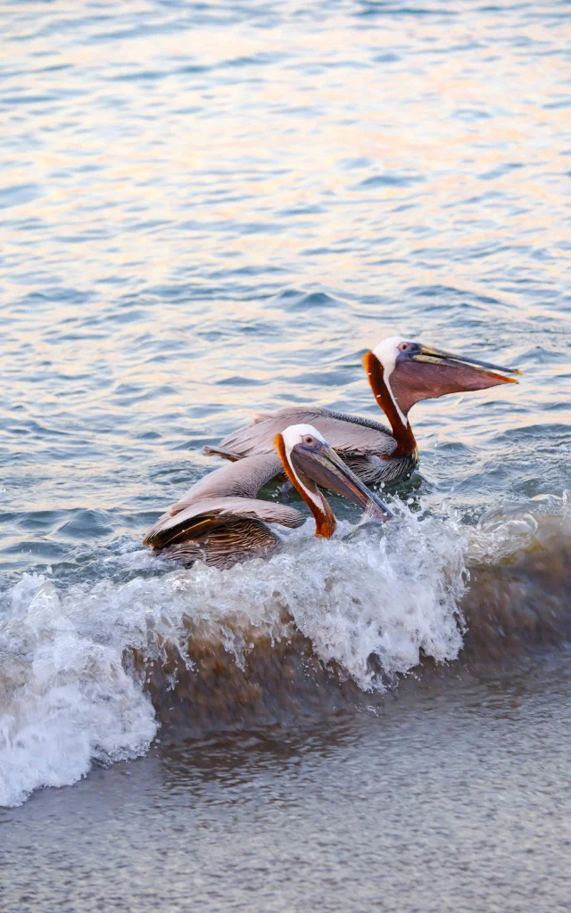 Pélicans Carbet Martinique