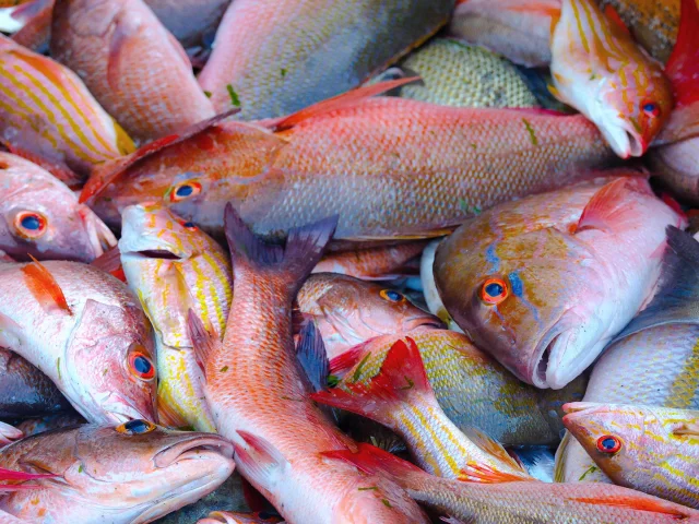 Poissons Carbet Martinique