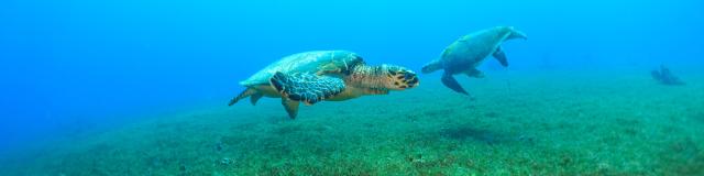 Tortues Fond Marin Club de plongée A Papa D'lo Saint-Pierre Martinique