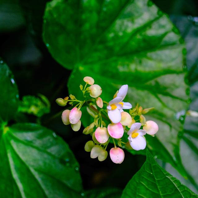 Fleur Forêt tropicale Basse-Pointe Martinique