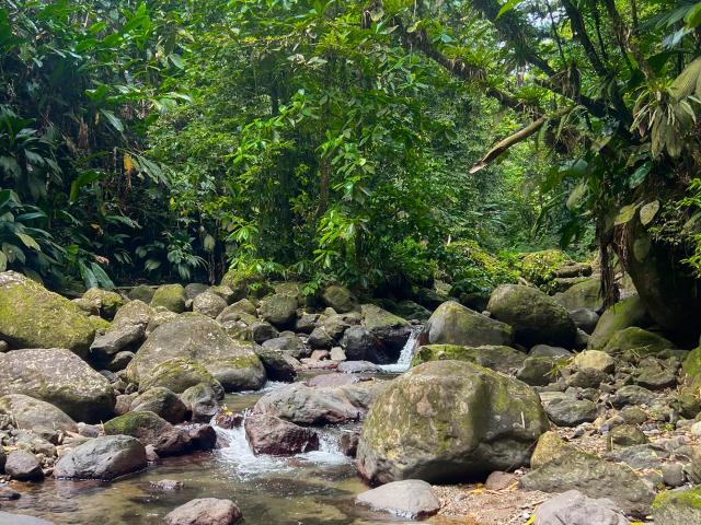 Forêt Rivière Absalon Fort-de-France Martinique