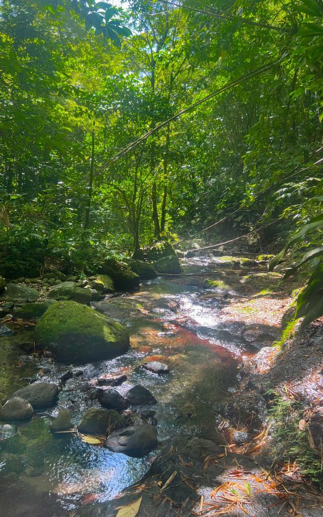 Forêt Rivière Absalon Fort-de-France Martinique