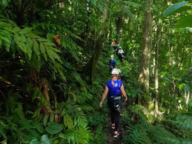 Forêt Attila Rivière Mitan Bureau de la randonnée et du canyoning Morne-Vert Martinique