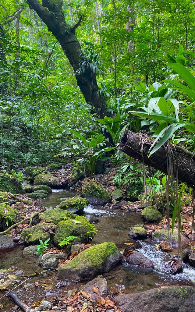 Forêt Attila Rivière Mitan Bureau de la randonnée et du canyoning Morne-Vert Martinique