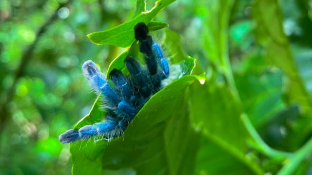 Mygale Forêt Attila Rivière Mitan Morne-Vert Martinique