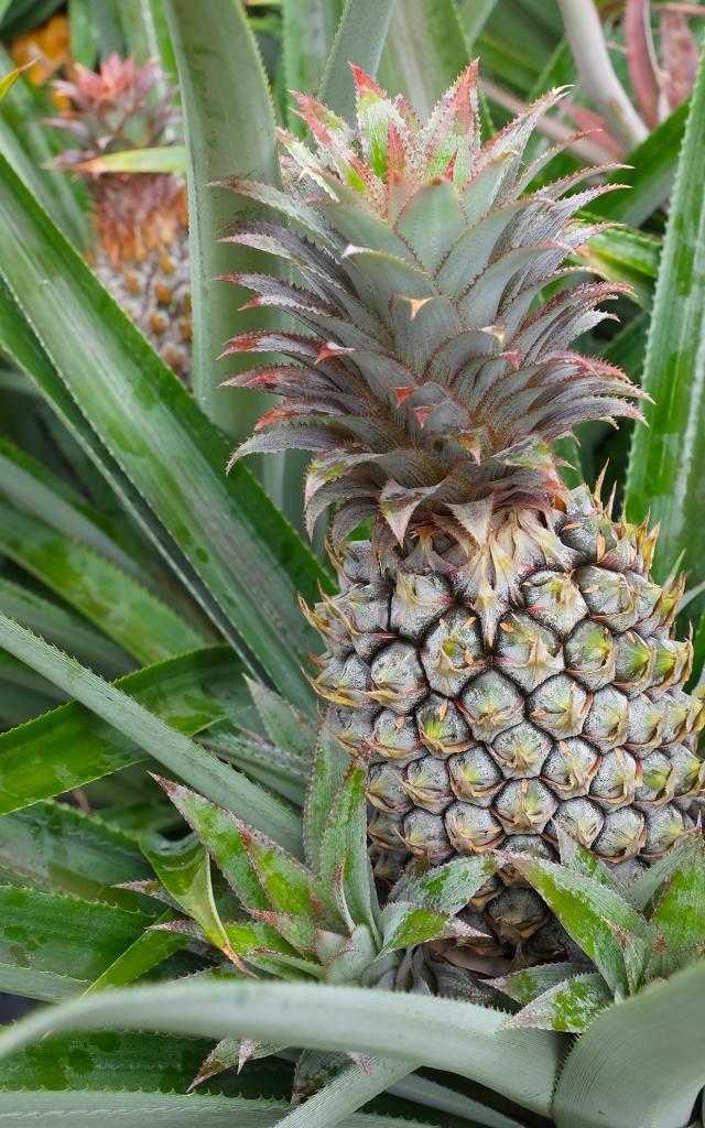 Ananas Basse-Pointe Martinique